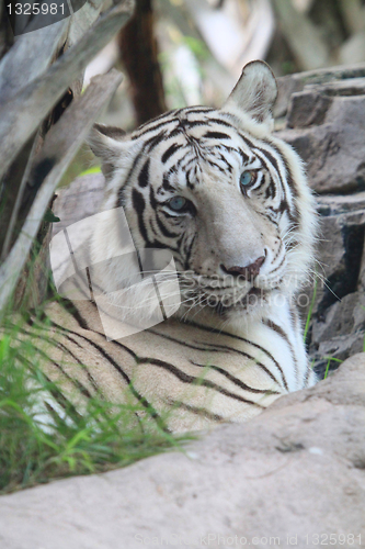 Image of WHITE TIGER