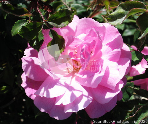 Image of Camellia glory