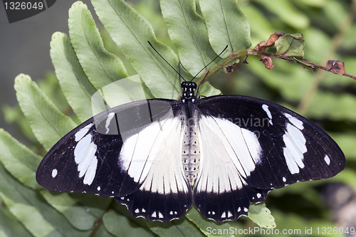 Image of Papilio memnon