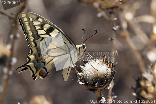Image of Papilio machaon