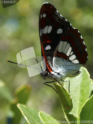 Image of Butterfly