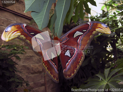 Image of Attacus Atlas Moth