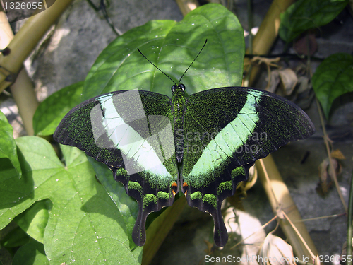 Image of Emerald swallowtail