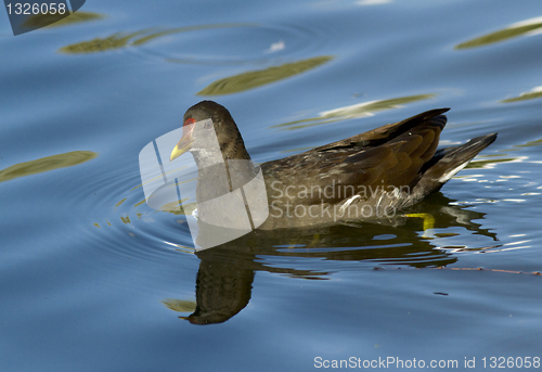 Image of Moorhen 