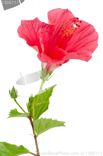 Image of Beautiful pink hibiscus flower