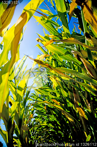 Image of Corn Stalks