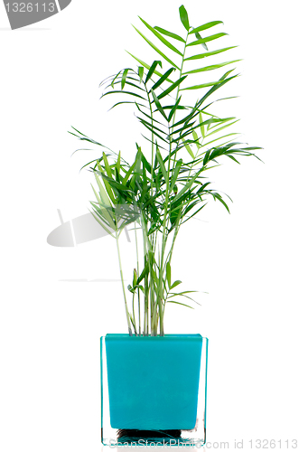 Image of Houseplant