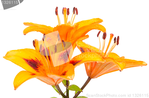 Image of Orange lily