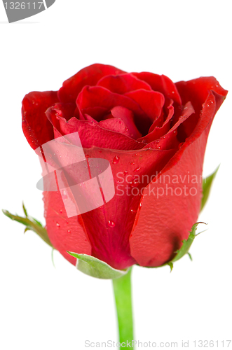 Image of Beatiful red rose