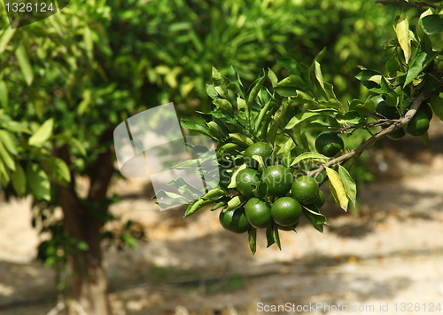 Image of Detail of green oranges in orchard