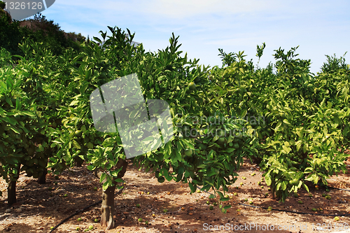 Image of Orange orchard