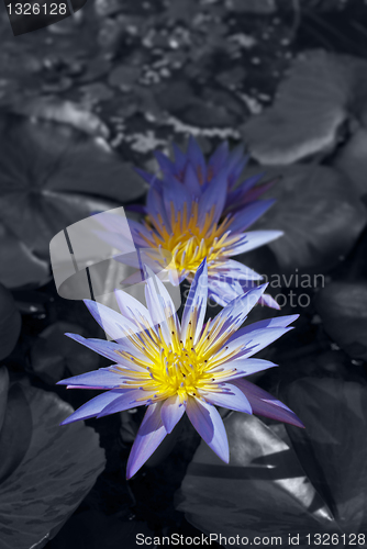 Image of Water Lilies