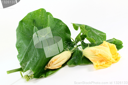 Image of Pumpkin blossom
