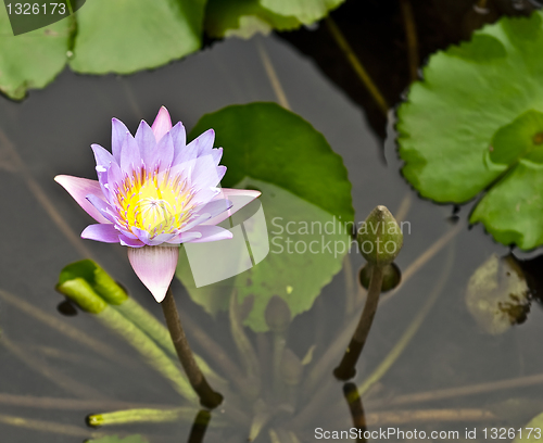 Image of Water Lily