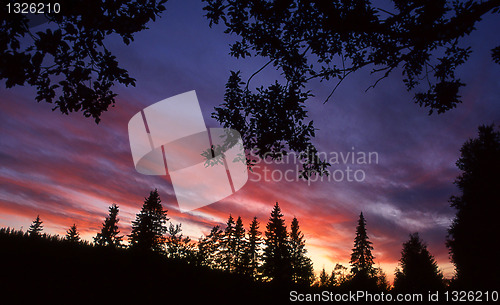 Image of Forest in sunset.