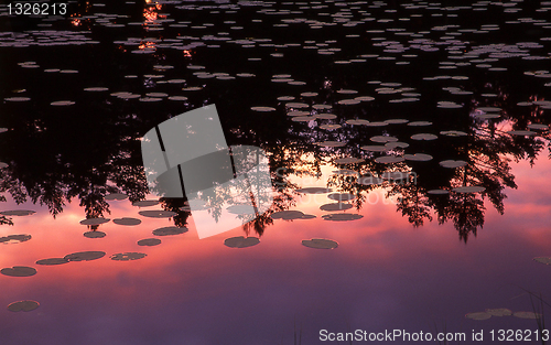 Image of Lake with water lilys in sunset