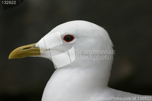 Image of Portrait of gull