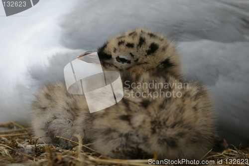 Image of Gull chick