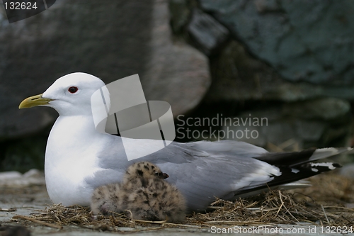 Image of Gull with chick