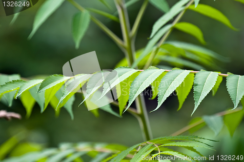 Image of Leaf image