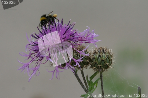 Image of Bumblebee on thistle