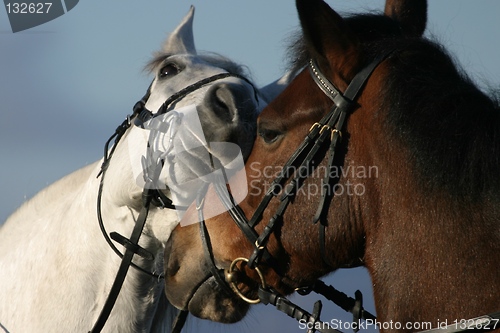 Image of Horses greeting