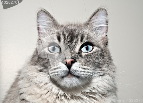 Image of Cat portrait