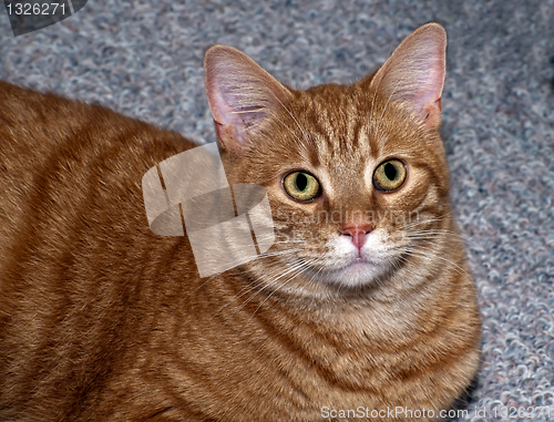 Image of Domestic cat