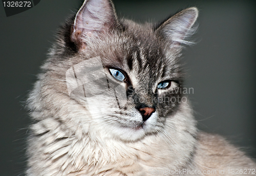 Image of Cat portrait