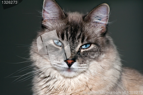 Image of Cat portrait