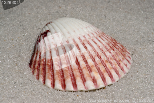 Image of Mussel shell sample