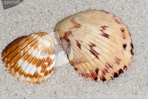 Image of Mussel shell sample