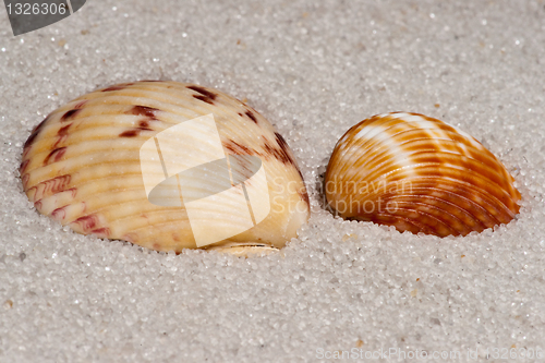 Image of Mussel shell sample