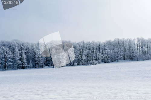 Image of Winter landscape