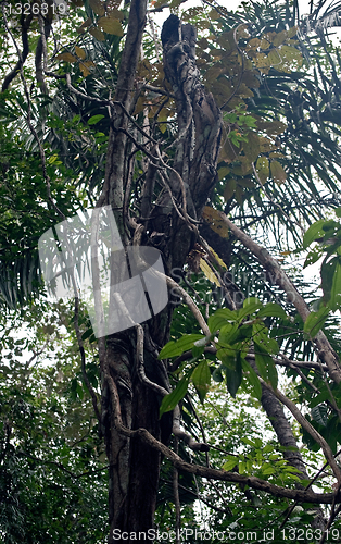 Image of Rainforest tree in Panama