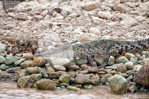 Image of Crocodile