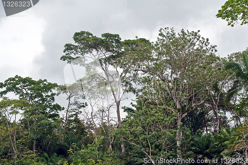 Image of Rainforest trees in Panama