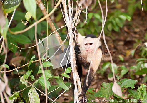 Image of Young monkey