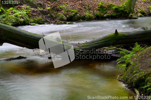Image of Fallen tree in a stream an autumn day