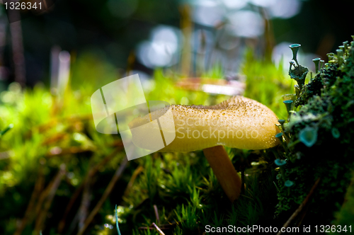 Image of A yellow mushroom on a carpet of moss