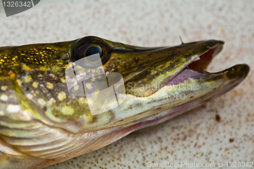 Image of The head of a pike