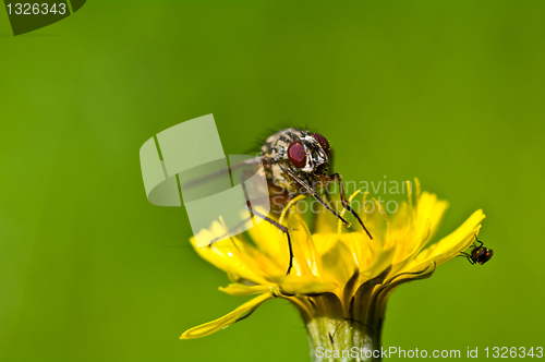 Image of One big fly and one small fly on a yellow flower