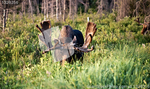 Image of Bull moose image