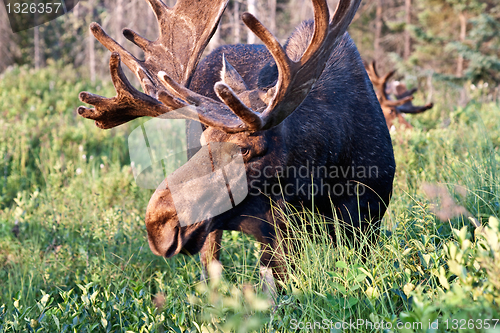 Image of Bull moose image