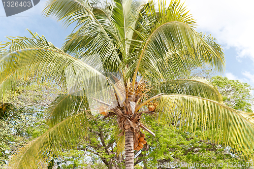 Image of Palm tree