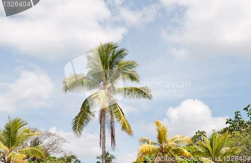 Image of Palm trees