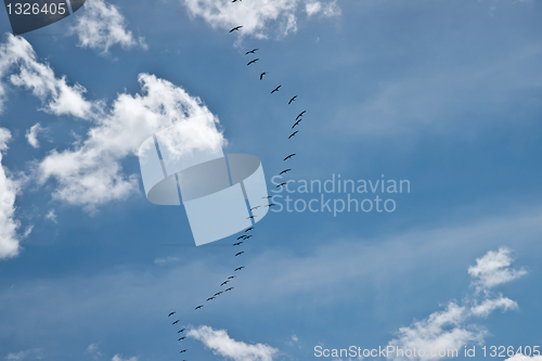 Image of Birds flying in V formation