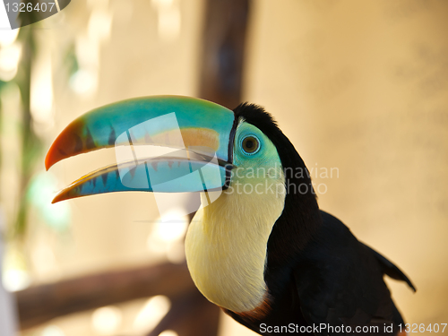 Image of Head of  toucan