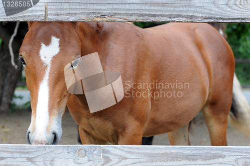 Image of Chestnut Horse Behind The Fence