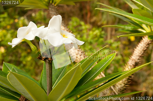 Image of Flower in Jungle